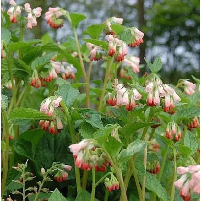 Symphytum grandiflorum Kaukasus Beinwell Hidcote Pink von Nr-01.de - Bild 1