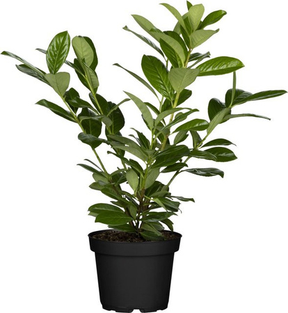 24er Set Kirschlorbeer Novita Prunus laurocerasus als Sichtschutzhecke, Höhe: 40 - 60 cm