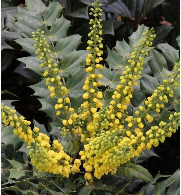 Mahonia media Winter Sun gelber Strauch für den Garten, Höhe: 40-60 cm - Bild 1