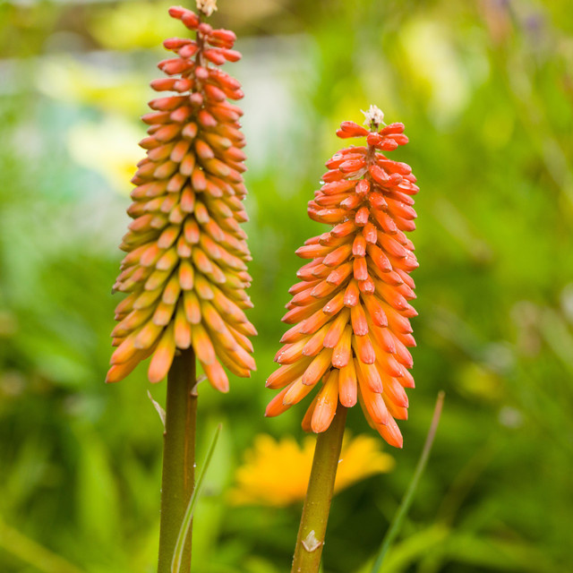 BIO Fackellilie Kniphofia uvaria BLUME2000 Stauden, 3 Stück - Bild 1