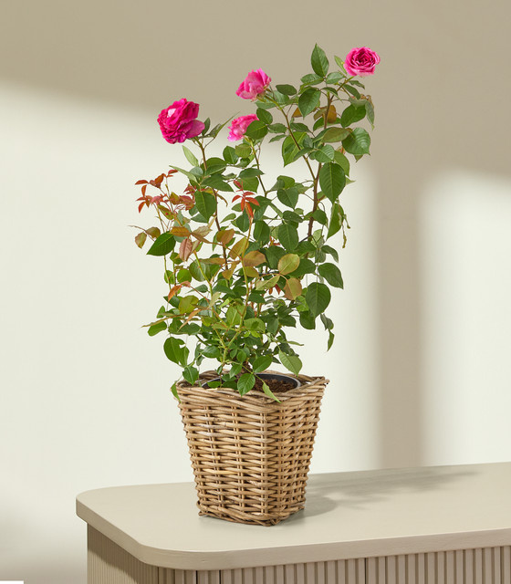 Duftrose Fräulein Maria in Rosa von BLUME2000 im Rattankorb - Bild 1