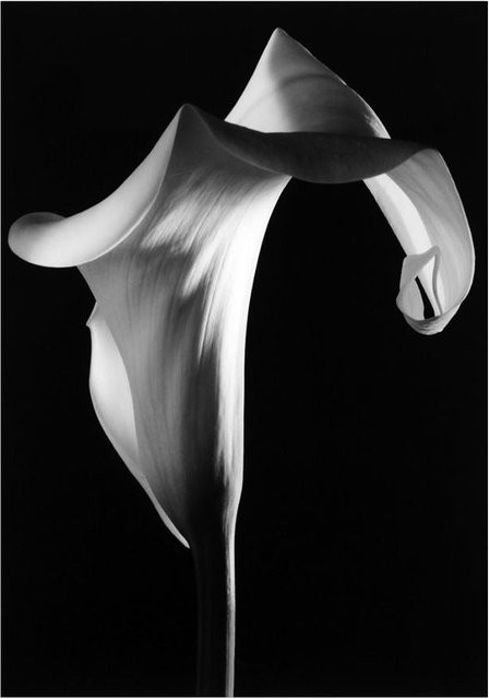 Modernes Calla-Lilien-Poster als Leinwandgemälde mit floralem Motiv in Schwarz, Weiß und Rot, Breite: 20 cm, Höhe: 30 cm - Bild 1