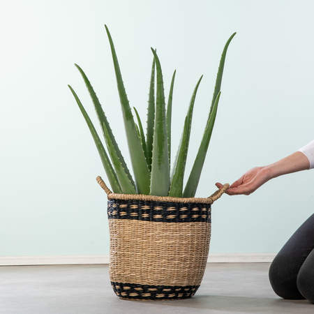 Aloe Vera XL Sukkulente von BLUME2000 in Grün für den sonnigen Indoor-Standort