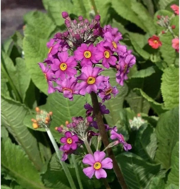Etagenprimel Primula bullesiana als mehrjährige Pflanze für Naturgärten und Steingärten - Bild 1
