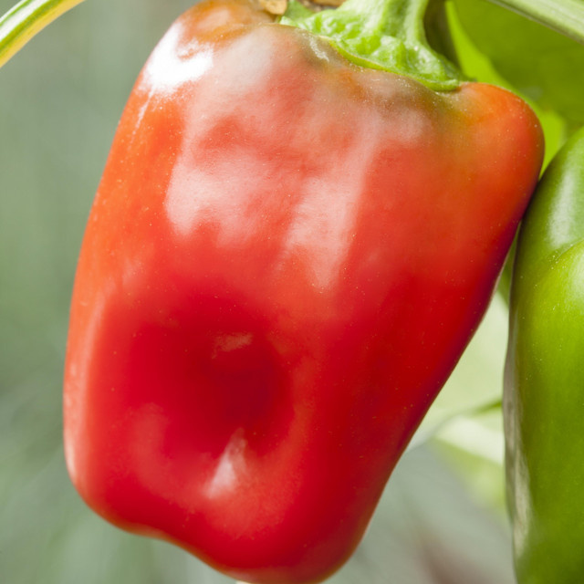 BIO Topfpaprika Popti von BLUME2000, 3 Stück - Bild 1