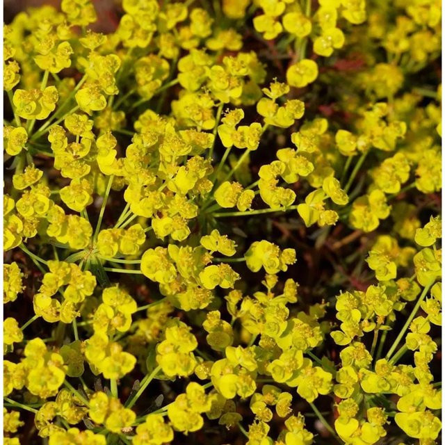 Palisaden Wolfsmilch Red Wing Euphorbia characias rote Staude für den Garten - Bild 1