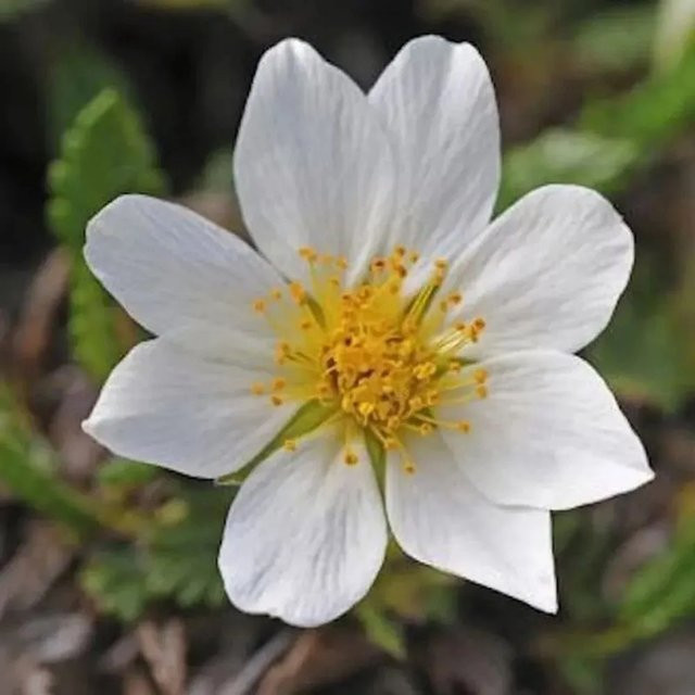 Silberwurz Dryas octopetala als winterharte Staude und Bodendecker - Bild 1
