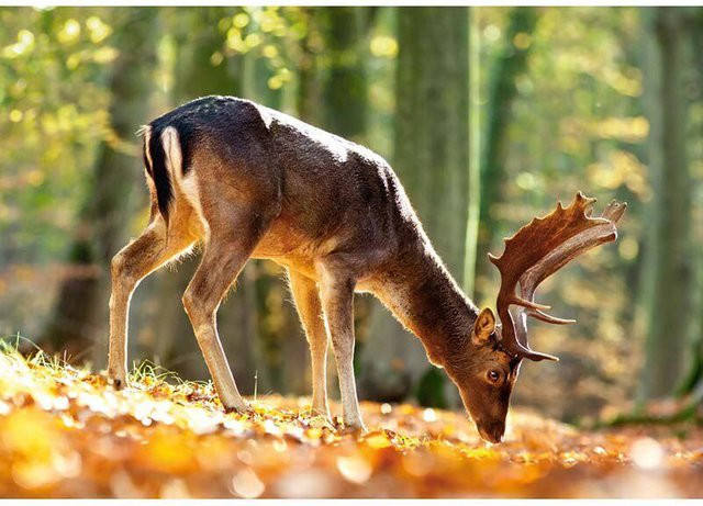FIYO Diamant-Stickerei Wald Hirsch Mosaik Malerei mit Kristall-Steinen, Farbe: Schwarz/Mehrfarbig, B x H: 20 x 30 cm - Bild 1