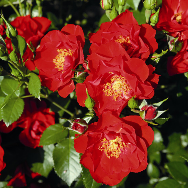 Strauchrose Paprika Tantau in Rosa mit Blütezeit von Juni bis Oktober - Bild 1