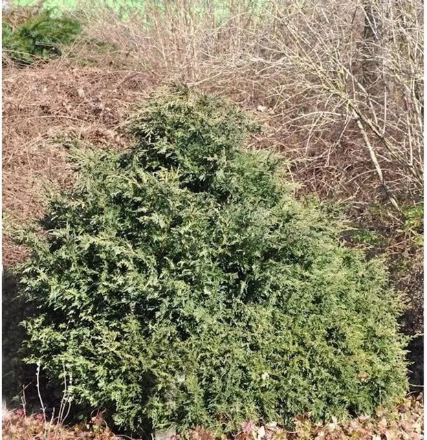 Kissenzypresse Caesia Chamaecyparis in Grün für Grabbepflanzung, Steingärten oder Kübelbepflanzung, Höhe: 35 cm - Bild 1
