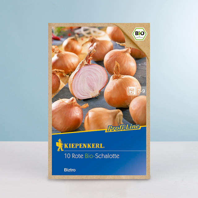 Schalotten Biztro Steckzwiebeln BIO 10 Stück von BLUME2000 - Bild 1