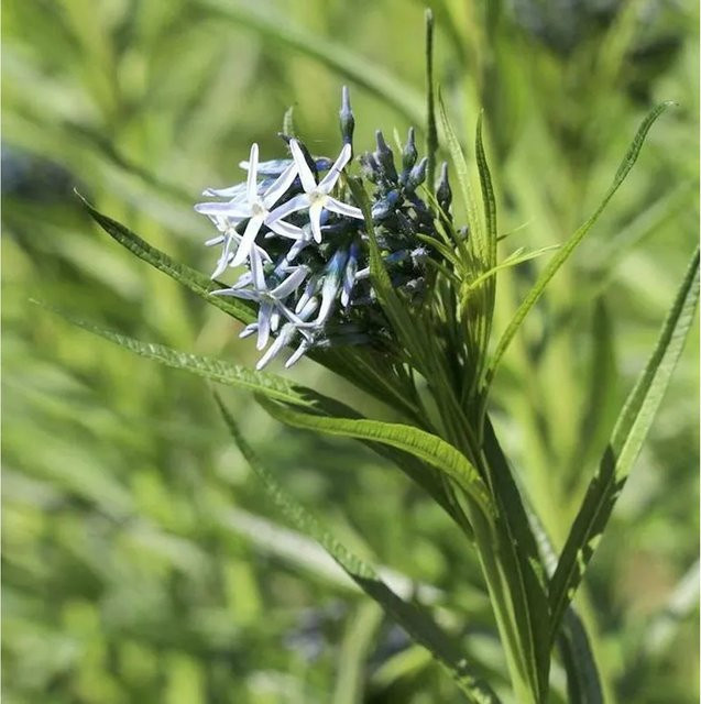 Amsonia hubrichtii Röhrenstern Strauch in Orange von Nr-01.de - Bild 1