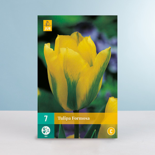 Viridiflora-Tulpe Formosa von BLUME2000 mit 7 Zwiebeln für Beet, Blumenkübel, Balkon und Terrasse - Bild 1