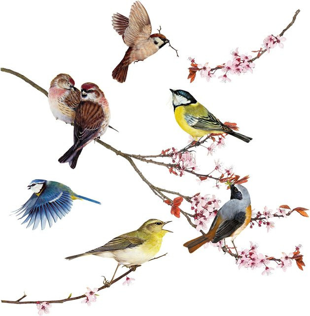 Komar Fenstersticker Birds in Multicolour, Adhäsionsfolie für Kinder, B/H: 31 x 31 cm - Bild 1