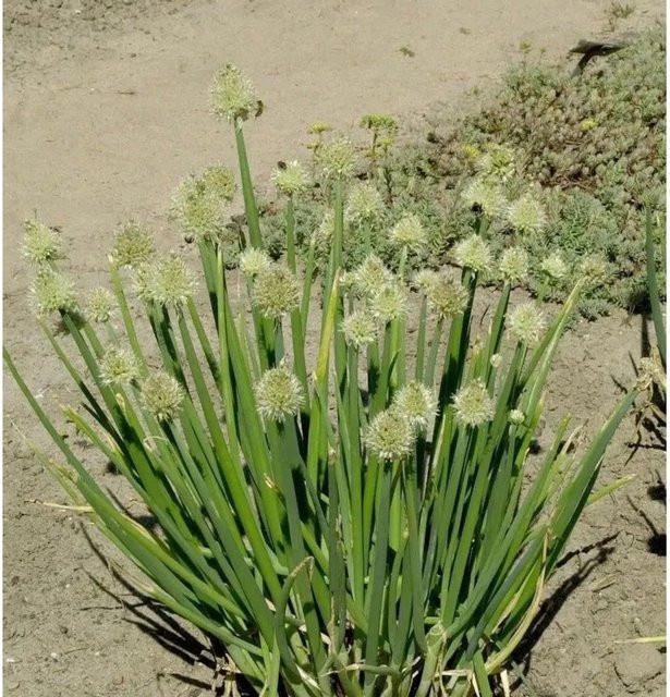 Winterheckzwiebel Allium fistulosum von Nr-01.de, cremeweiß, 50 g - Bild 1