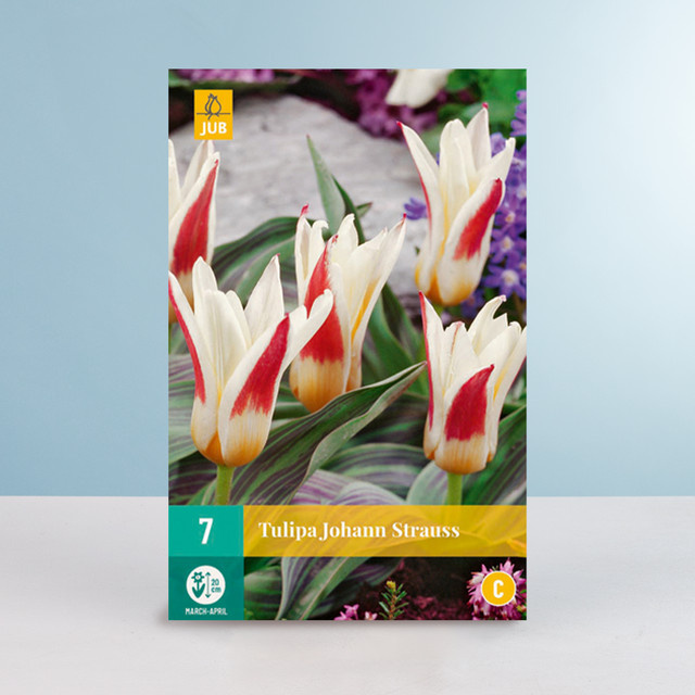 Kaufmanniana-Tulpe Johann Strauss Blumenzwiebeln von BLUME2000, 7 Stück - Bild 1