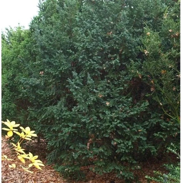Dunkle Straucheibe Taxus baccata Schwarzgrün von Nr-01.de für deinen Garten, Höhe: 50-60 cm - Bild 1