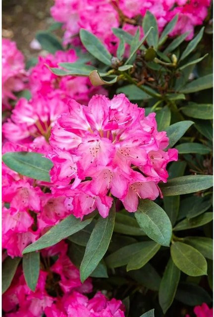 Rhododendron Williamsianum Lissabon mit rosa Blüten, Höhe: 25–30 cm - Bild 1