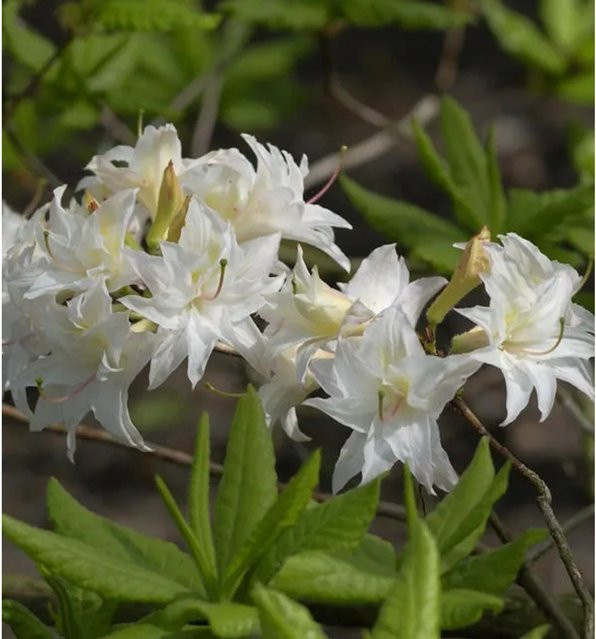 Rhododendron mixtum Azalee Schneeköpfchen in Weiß, Höhe: 30-40 cm - Bild 1