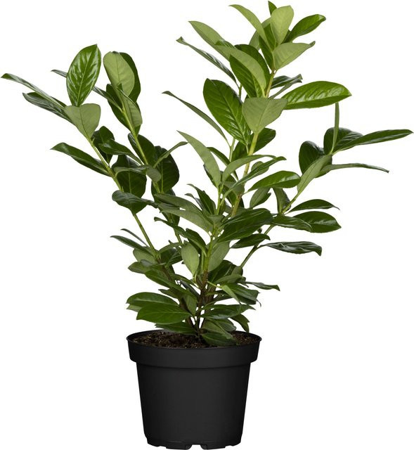 24er Set Kirschlorbeer Novita Prunus laurocerasus als Sichtschutzhecke, Höhe: 40 - 60 cm - Bild 1