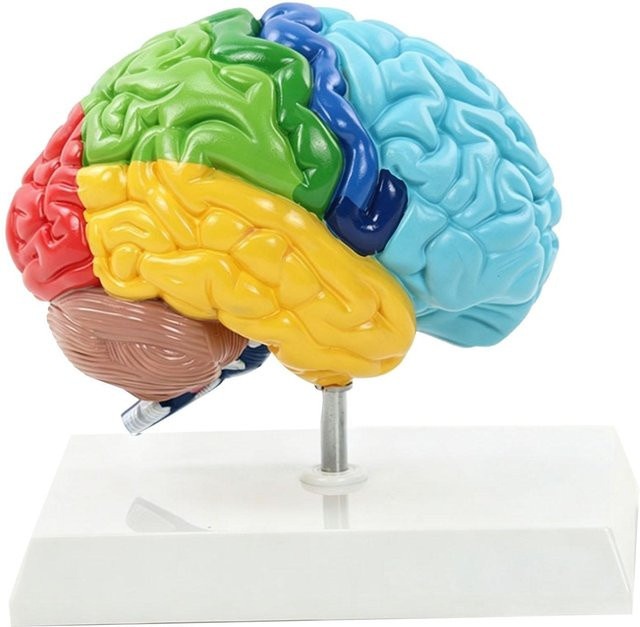 TOMTOP JMS Menschliches Gehirnmodell Rechte Hemisphäre, Anatomie Lehrmittel, Farblich gekennzeichnet - Bild 1