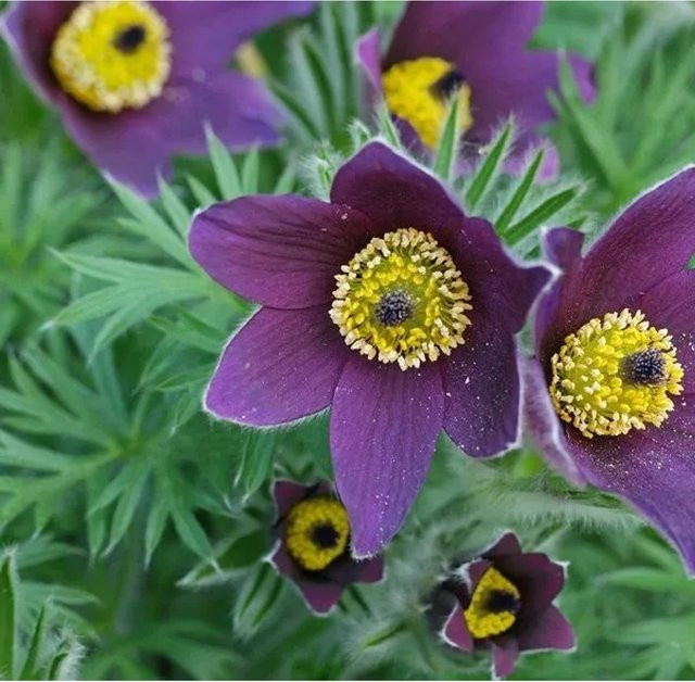6er Set Arborix Kuhschelle Pulsatilla vulgaris in 9 cm Töpfen mit behaartem Laub in Blau und Violett - Bild 1