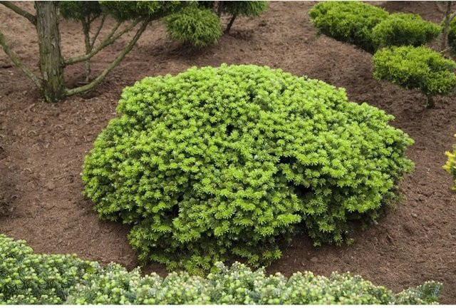 Abies Koreana Brillant Koreatanne Kompakt, silbergrüne Konifere für Garten und Innenräume, Höhe: 30 cm - Bild 1
