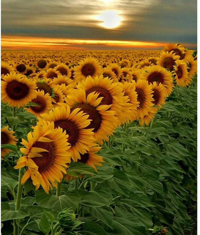 FIYO Diamond Painting Set Sonnenblume 5D DIY Mosaik Stickerei in Gelb, B/H: 50 x 70 cm - Bild 1