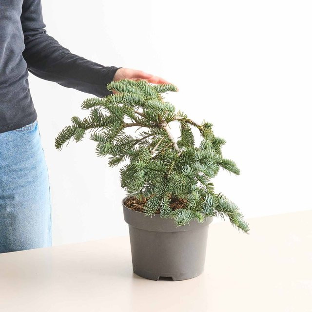Silbertanne Glauca Abies von BLUME2000 - Bild 1