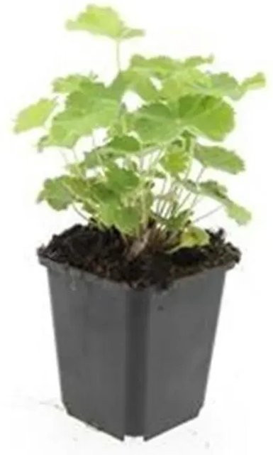 Exotenherz Frauenmantel Alchemilla Mollis Staude, 12er Set, 9cm Topf, gelb-grün - Bild 1