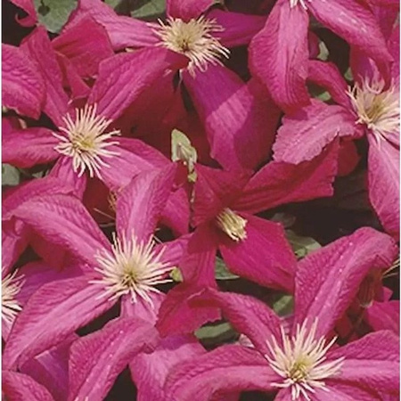 Clematis viticella Madame Julia Correvon Waldrebe in Lila, Höhe: 150 cm