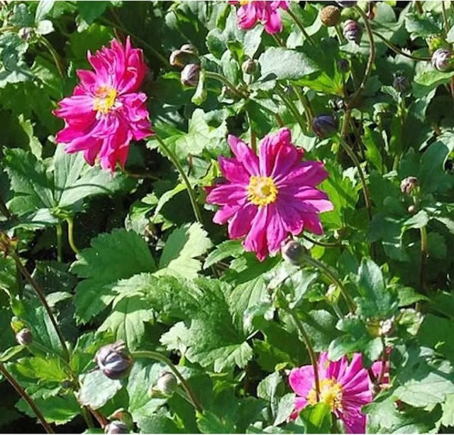 Herbstanemone Bressingham Glow Anemone japonica pink Beetpflanze und Schnittblume - Bild 1