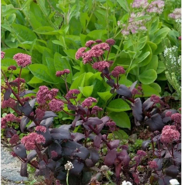 Fetthenne SunSparkler Dazzleberry Sedum cultorum als Gartenpflanze - Bild 1