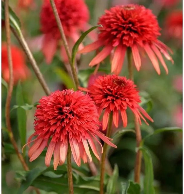 Sonnenhut Echinacea purpurea als Schnittblumepflanze für deinen Garten - Bild 1