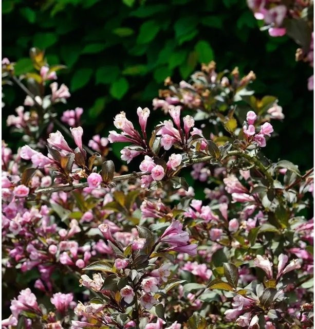 Weigela florida Nana Purpurea Ziergehölz in Rot und Pink, Höhe: 40-60 cm - Bild 1