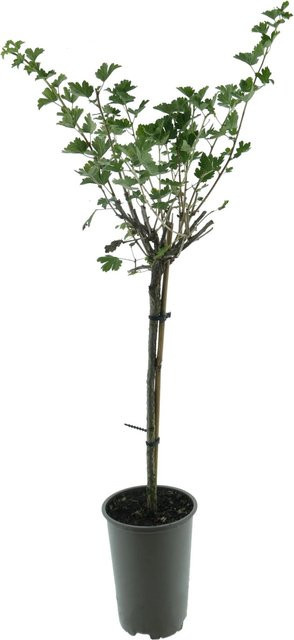 Gelbe Stachelbeere Ribes uva-crispa BIO Stamm, Höhe: ca. 65 cm - Bild 1