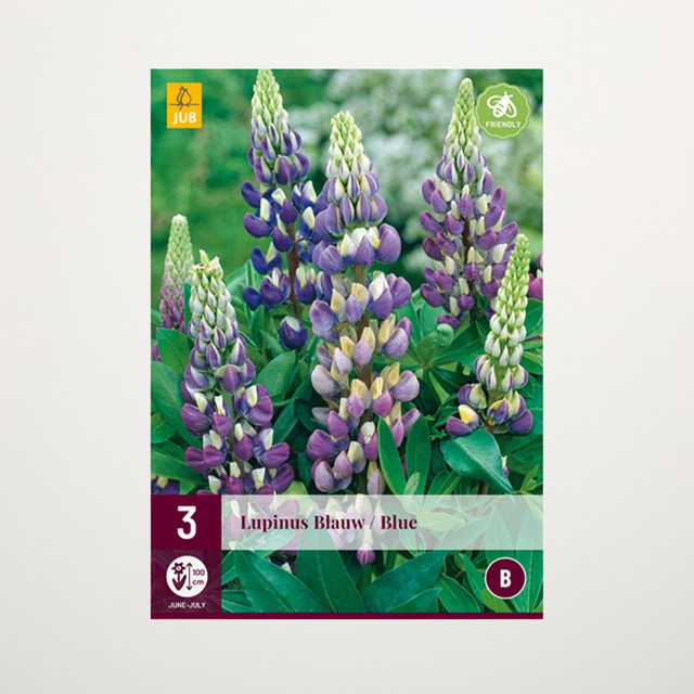 Lupine Blau BLUME2000 Staude mit 3 Wurzeln - Bild 1