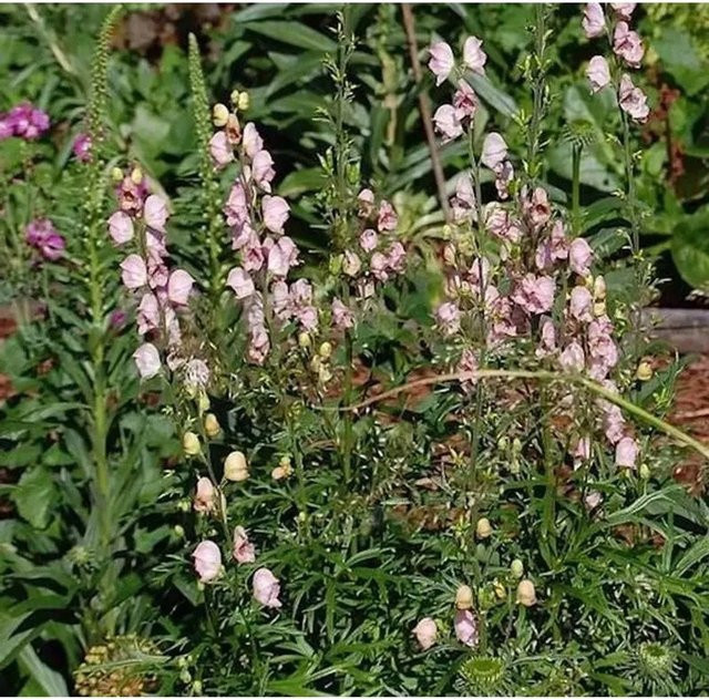 Eisenhut Rubellum Aconitum napellus pinke Beetstaude für den Garten - Bild 1