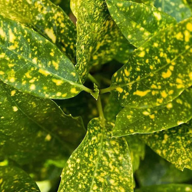 Arborix Aucuba japonica Crotonifolia Immergrüner Zierstrauch im Container - Bild 1