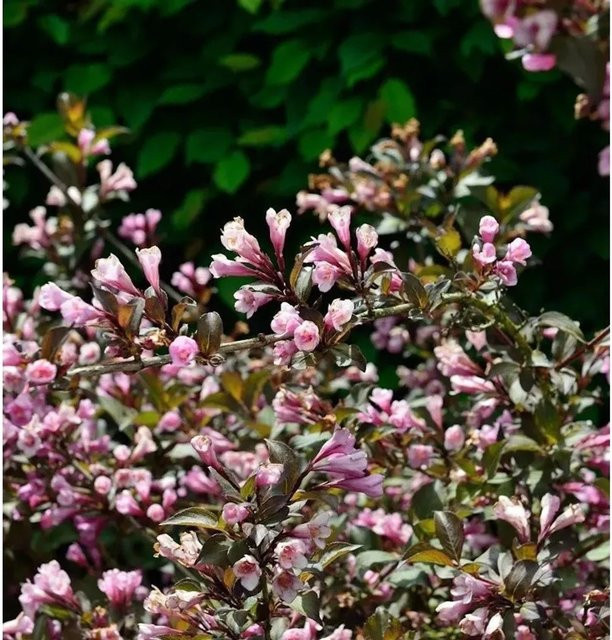 Weigela florida Nana Purpurea Ziergehölz in Rot und Pink, Höhe: 80-100 cm - Bild 1