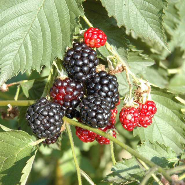 BIO Dornenlose Brombeere Thornless Evergreen Rubus von BLUME2000 - Bild 1