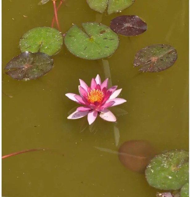 Seerose Chrysantha Nymphaea für den Teich und als Wasserpflanze - Bild 1