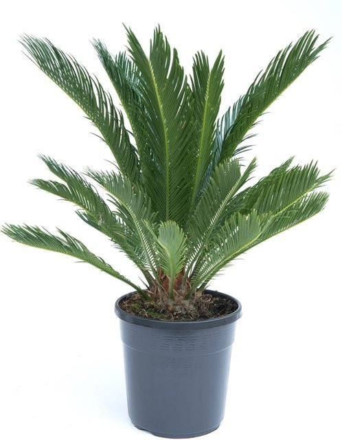 GROW by OBI Palmfarn Cycas revoluta mit Topf, Höhe: 30 cm - Bild 1