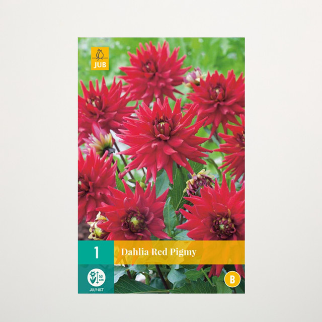 Zwerg-Dahlie Red Pigmy Knolle von BLUME2000 - Bild 1