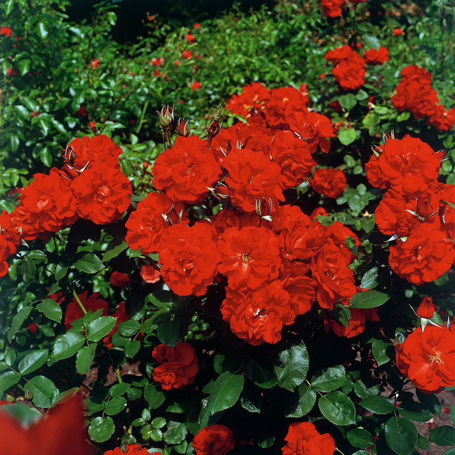 Strauchrose Castella von Tantau in Rosa für deinen Garten - Bild 1