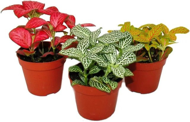 Exotenherz Set mit 3 verschiedenfarbigen Fittonia Silbernetzblatt Mosaikpflanzen im 9 cm Topf, Multicolor - Bild 1