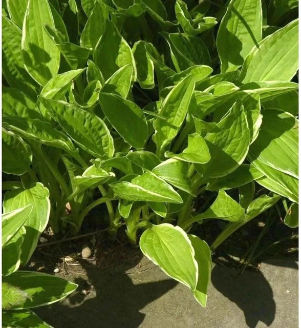 Hosta Hybrid Schmalblattfunkie grüne Staude als Bodendecker - Bild 1