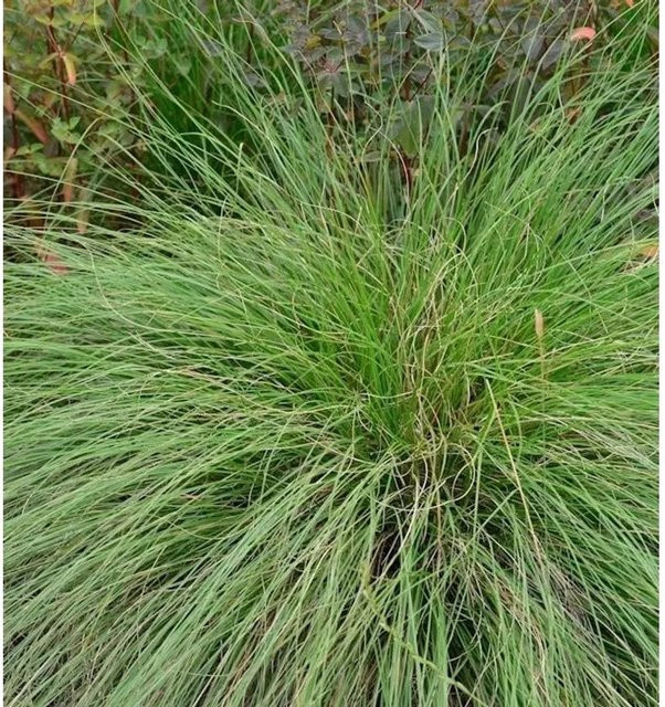 Tautropfengras Sporobolus heterolepis als mehrjährige Pflanze für deinen Garten - Bild 1