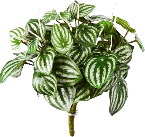Künstliche Peperomia Melon von Aplanta in Grün