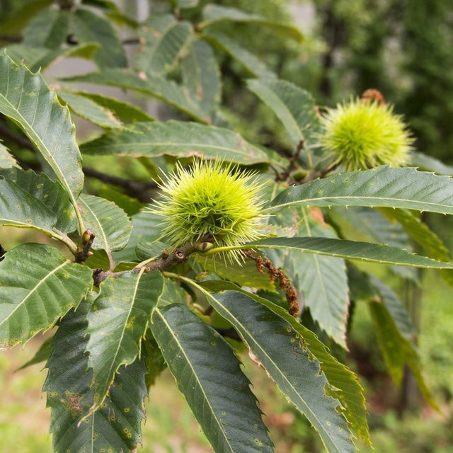 Bio Edelkastanie Baum von Kwekerij Koperwiek - Bild 1